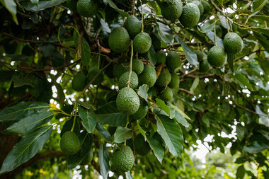 Palto
