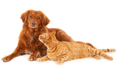 ¿TIENES UNA MASCOTA? ENTRÉGALE EL MEJOR CUIDADO CON HOMEOVET