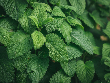 Menta