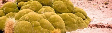Llareta