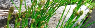 Yerba de la plata
