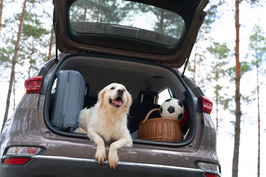 RECOMENDACIONES PARA VIAJAR CON TUS MASCOTAS Y CUIDAR SU TRANQUILIDAD  