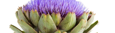 Alcachofa