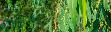 Eucalipto