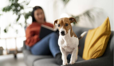 ¿EN QUÉ CASOS UTILIZAR TRANQUILIZANTE NATURAL PARA PERROS?