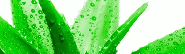Aloe