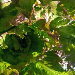 Lechuga Roble Media