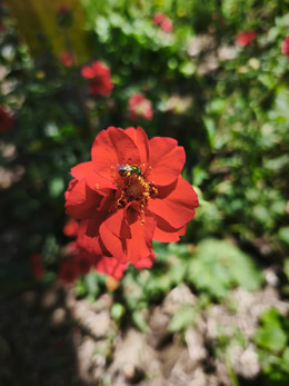 GEUM