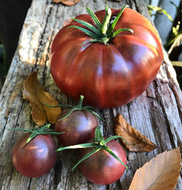 Tomate Negro de Crimea