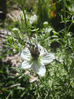 Nigella Blanca