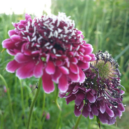 Flor De La Viudita