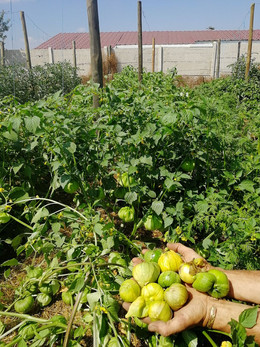 TOMATE DE MILPA