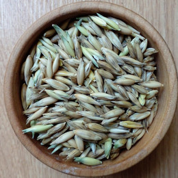 Avena blanca
