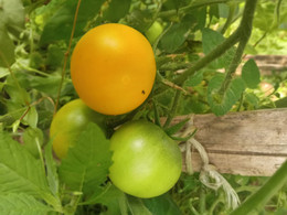 Tomate Amarillo Huar