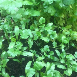 Cilantro Fino