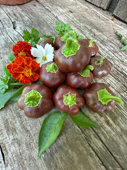 Pimiento Mini Bell