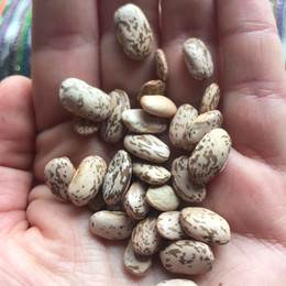 Poroto Cachiporra /Hallado Alemán