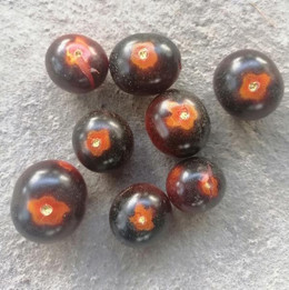 TOMATE ARANDANO ORGÁNICO
