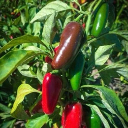 Ají Jalapeño