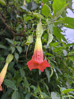 Floripondio