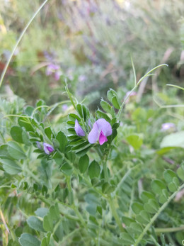 VICIA SATIVA
