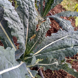Kale Toscano
