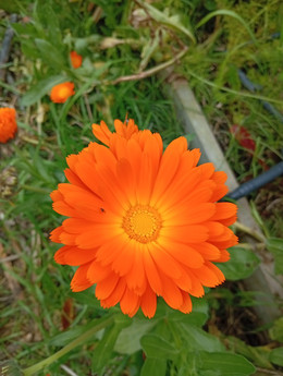 CALÉNDULA NARANJA