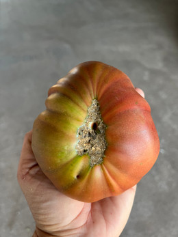 Tomate Cherokee Purple