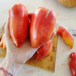 Tomate Cuerno De Los Andes