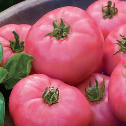 Tomate Rosado