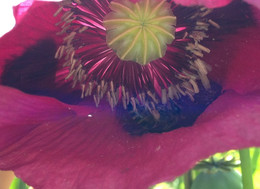 Amapola Fuxia