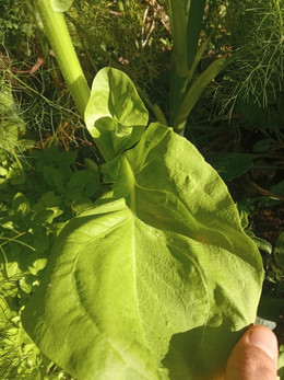 Radicchio
