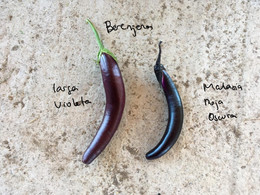 Berenjena Malasia Roja Oscura