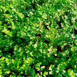 Cilantro Antiguo