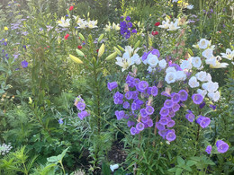 Canterbury Bells