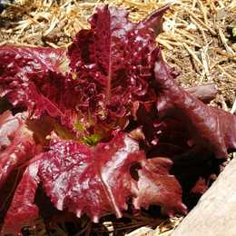 Lechuga Roble Roja