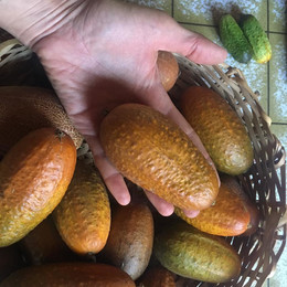 Pepinillo