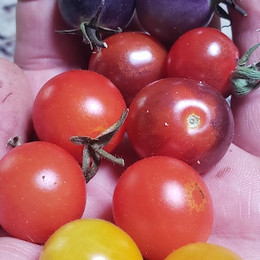 TOMATE CHERRY ROJO