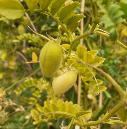 Garbanzo Blanco