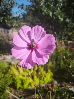 COSMOS ROSADO