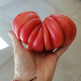 Tomate Zapoteca