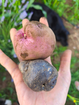 Papas Nativas