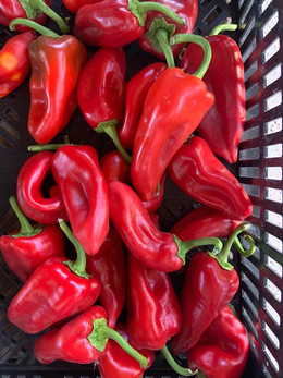 Pimiento Piquillo