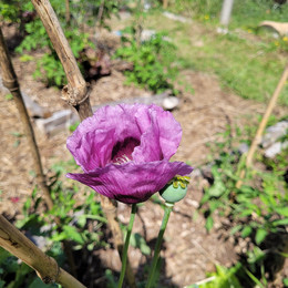 Amapola Mix