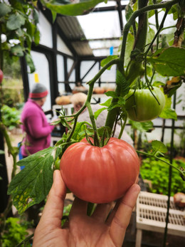 Tomate Limachino