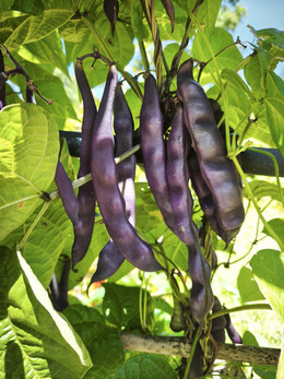 Poroto Riñón Vaina Morada