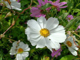 Cosmos Mix