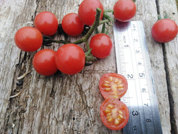TOMATE CHERRY COYOL ORGÁNICO
