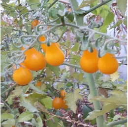 Tomate Cherry Amarillo Perita