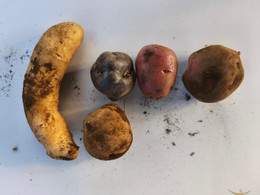 Papas Nativas